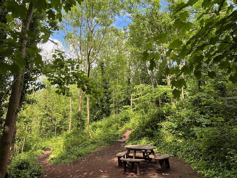 Olden Community Garden woodland