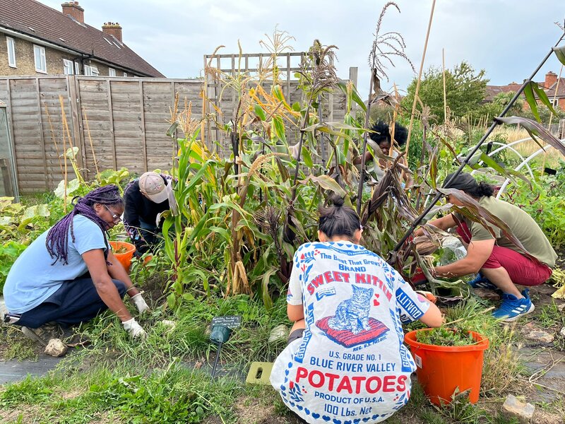 Coco Collective- Ital Community Gardens