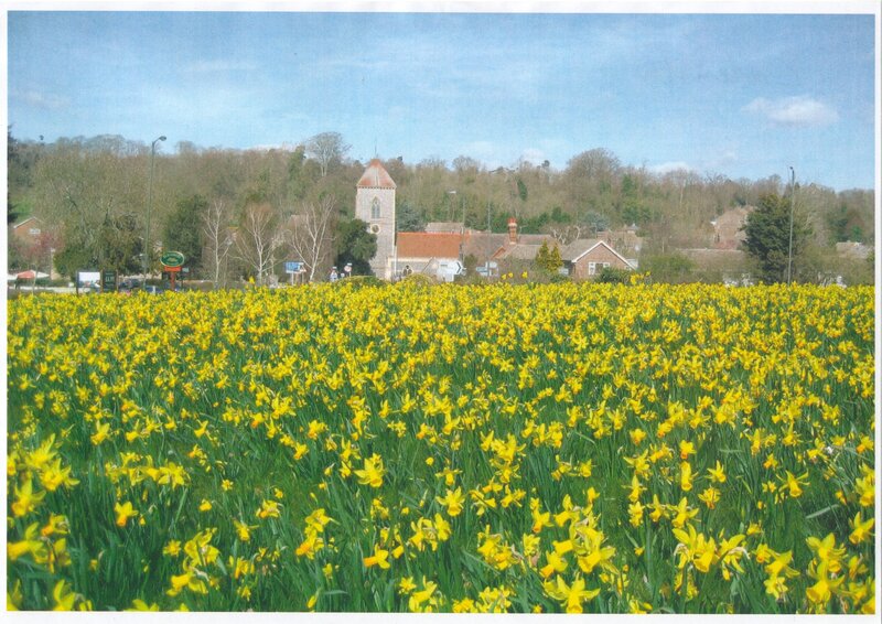 Addington Church at daffodil time