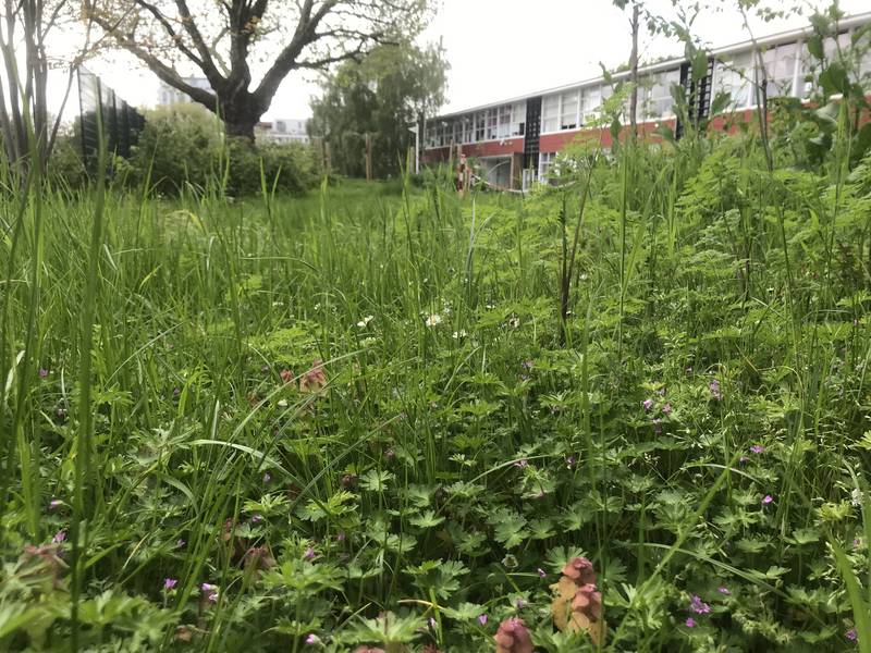 School Grounds - No Mow May