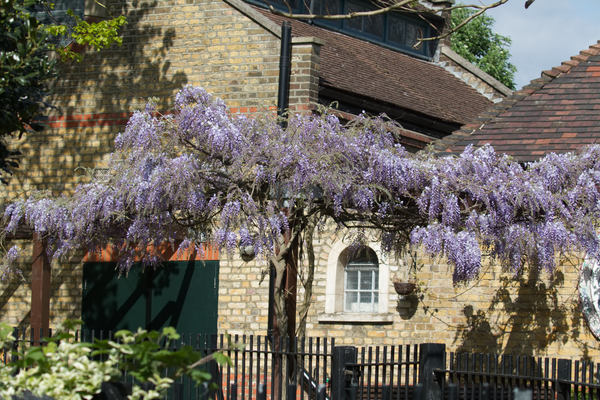 View from garden